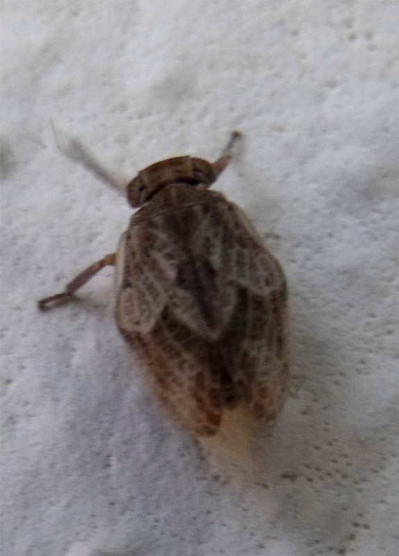 Omottero maremmano: Issidae